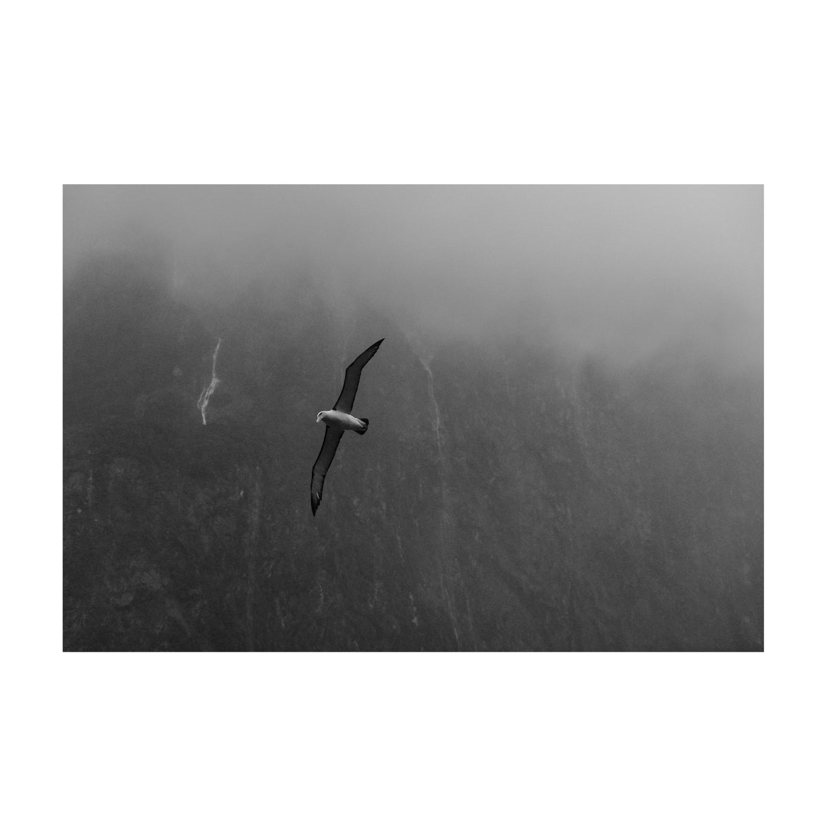 Albatross